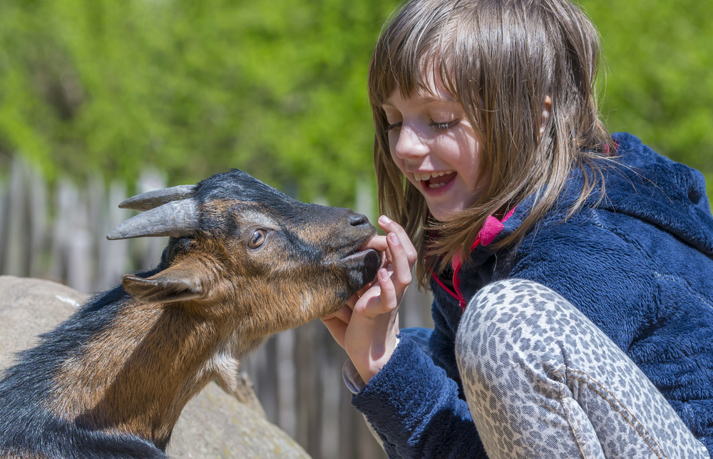 little girl with goat