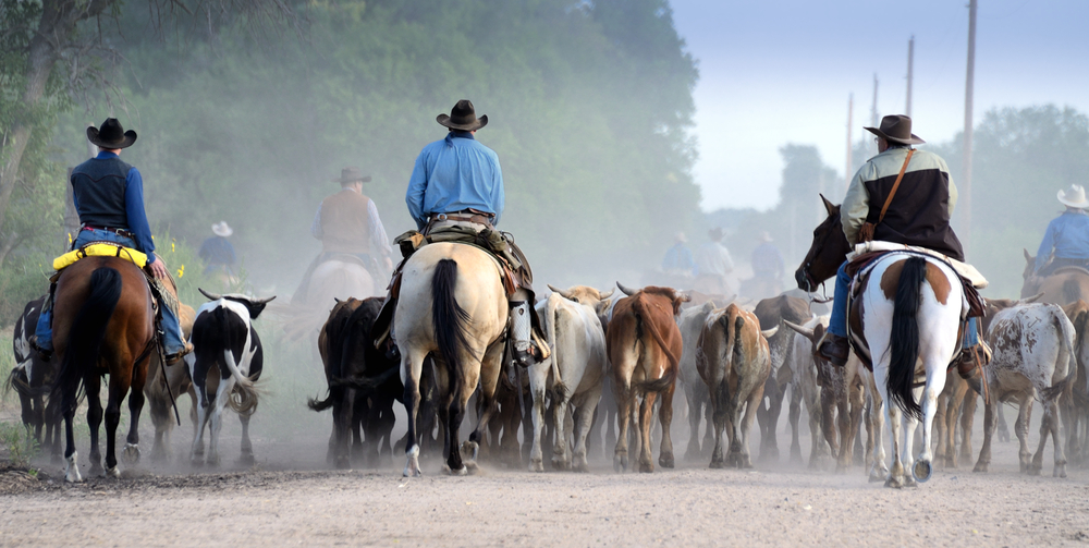 kansas longhorn cattle drive