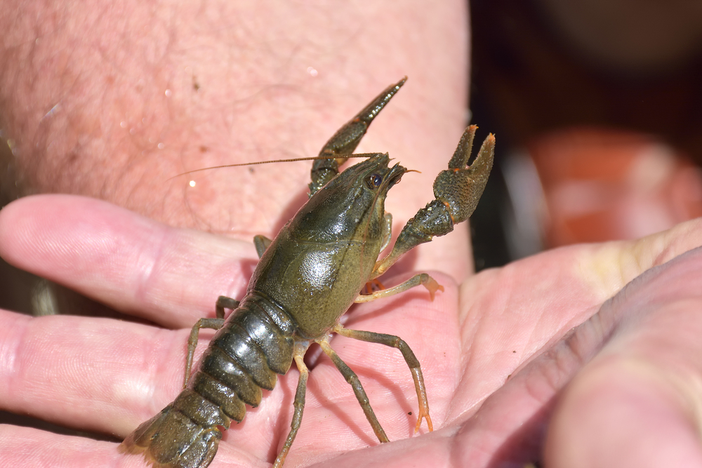 louisiana crawfish