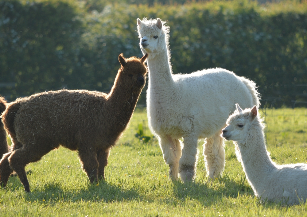 llamas in a field