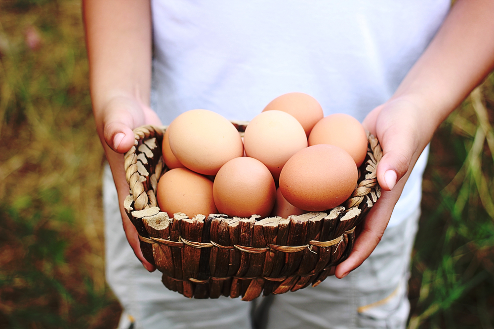 basket of farm fresh eggs