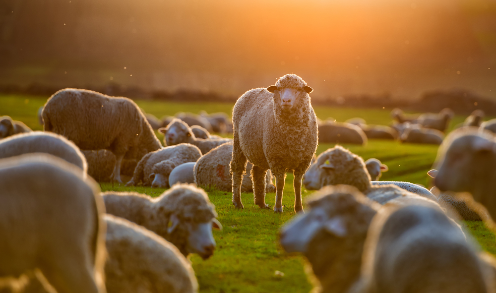 sheep at sunset