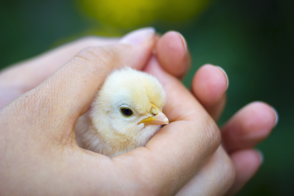 baby chick in hand