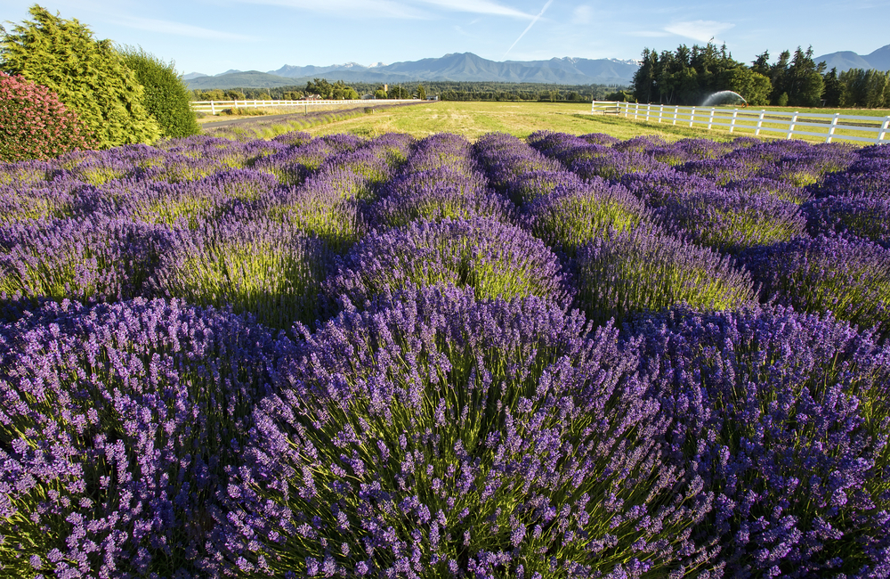 lavender field